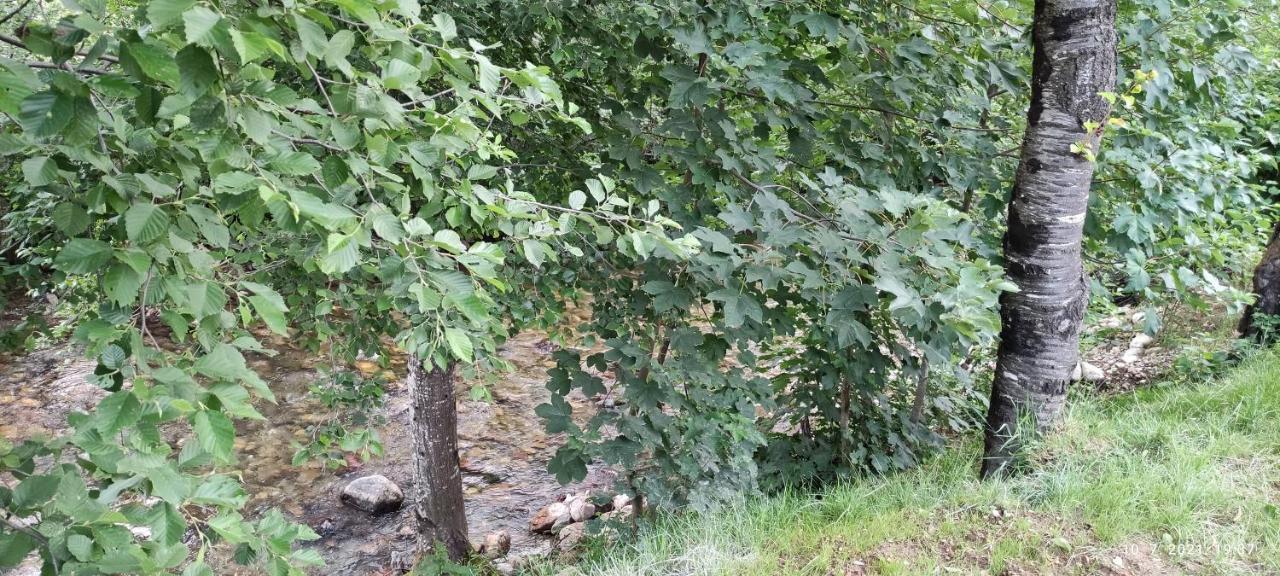 Apartmani Vuk 1 科拉欣 外观 照片